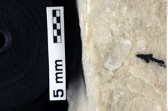 Foto (Detailansicht) von Goniodromites sp. (NHMW-GEO-1990-0041-0009)